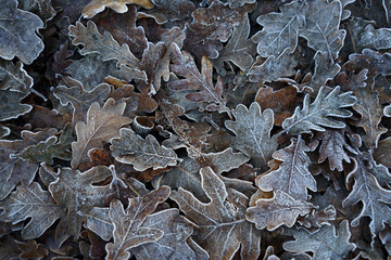 tapis de feuilles gelées en hiver