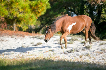 Fototapeta premium Wild Pony (Equus caballus) at Assateague Island National Seashore, Maryland