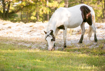 Obraz na płótnie Canvas Wild Pony (Equus caballus) at Assateague Island National Seashore, Maryland