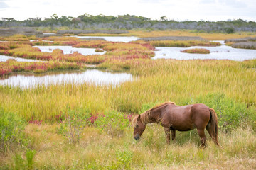 Wild pony (Equus caballus) at Assateague Island National Seashore, Maryland