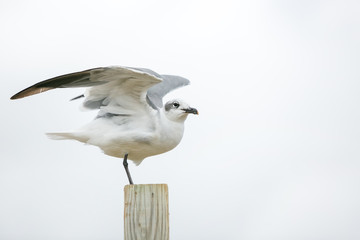 A Laughing Gull (Leucophaeus atricilla) spreading its wings at Assateague Island National Seashore, Maryland