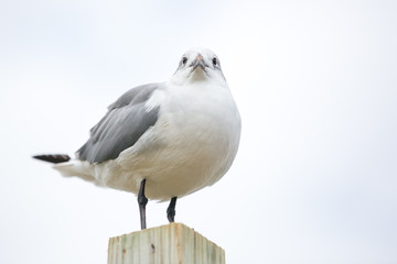 Laughing Gull (Leucophaeus atricilla) perched on a post at Assateague Island National Seashore, Maryland