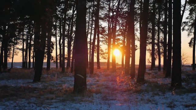 Winter Sunset in the pines wood. Gold sunlight among trunks of snowy pines and bushes - fairy tale of winter forest.