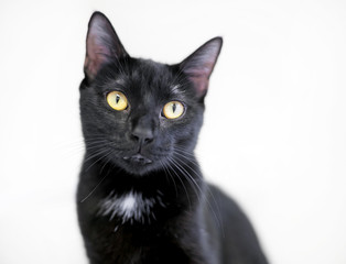 A black shorthair cat with yellow eyes and a white spot on its chest