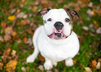 A purebred English Bulldog with an underbite, sitting outdoors surrounded by autumn leaves