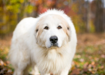 A furry Great Pyrenees dog outdoors with colorful autumn leaves