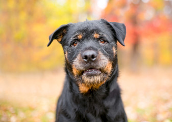 A Rottweiler mixed breed dog outdoors with colorful autumn leaves