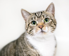 Fototapeta premium A brown tabby and white domestic shorthair cat with dilated pupils