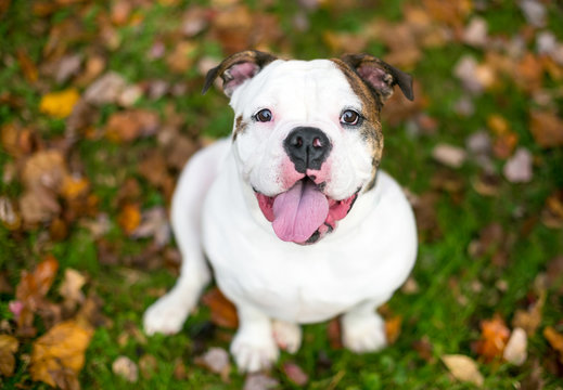 A happy English Bulldog sitting outdoors surrounded by autumn leaves