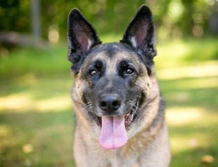 A purebred German Shepherd dog looking at the camera with a happy expression