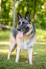 Naklejka na ściany i meble A purebred German Shepherd dog standing outdoors
