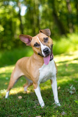 Obraz na płótnie Canvas A happy mixed breed dog with one upright ear and one folded ear
