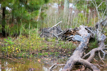 A Great Blue Heron (Ardea herodias) fishing at Blackwater National Wildlife Refuge, Maryland