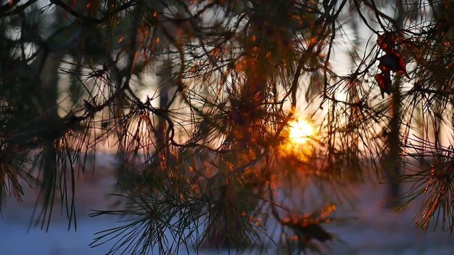 Winter Sunset in the pines wood. Gold sunlight among trunks of snowy pines and bushes - fairy tale of winter forest.