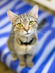 A brown tabby shorthair cat sitting on a blue striped blanket and looking up at the camera