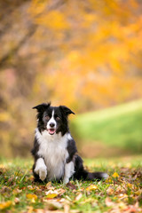 Naklejka na ściany i meble A Border Collie dog outdoors in the fall with colorful autumn leaves