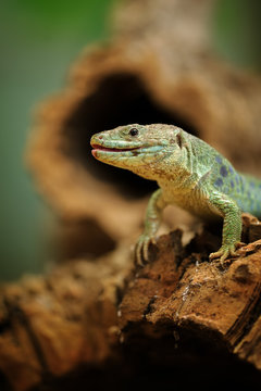 Ocellated lizard standing on tree root