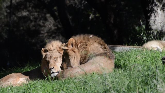 HD Video of two male lion resting in green grass, looking around then flops on side to look at viewer. The lion is one of the most widely recognized animal symbols in human culture.