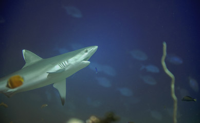 Obraz premium Close up of white tip reef shark from the tropical Maldives