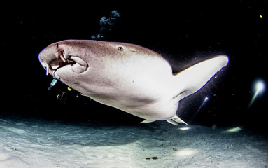 Close up nurse shark on a night dive in the Maldives Islands