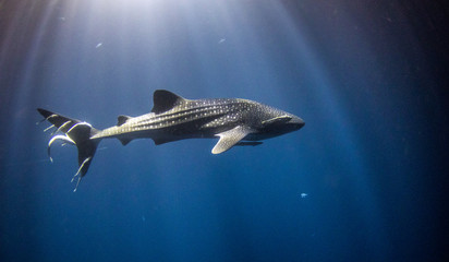 Whale Shark in sunlight in the Maldives