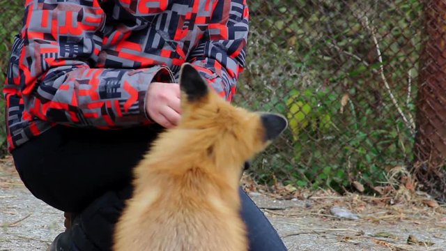 NOVOSIBIRSK, RUSSIA OCTOBER 06, 2016: Two domesticated foxes plays with a woman and eats dainties