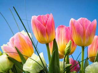 Obrazy  Piękny bukiet kwiatów tulipanów ozdobiony zieloną trawą