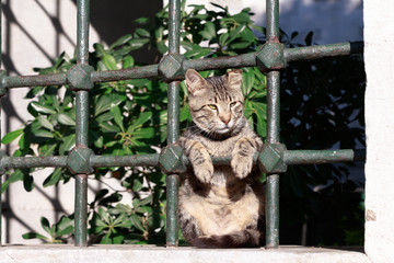 TURKISHCATPRISIONER
