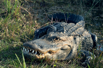 Naklejka premium Aligator amerykański (Alligator mississippiensis) z otwartymi ustami i białymi zębami. Floryda, Park Narodowy Everglades, USA