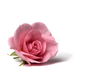 A pink garden rose isolated on a white background for valentines day