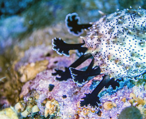 Sea cucumber feeding as seen in blue planet 2