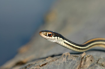 Thamnophis sauritus