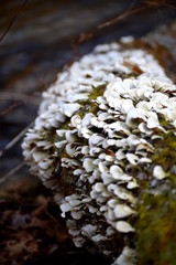 Fototapeta na wymiar Fungi on a Fallen Tree