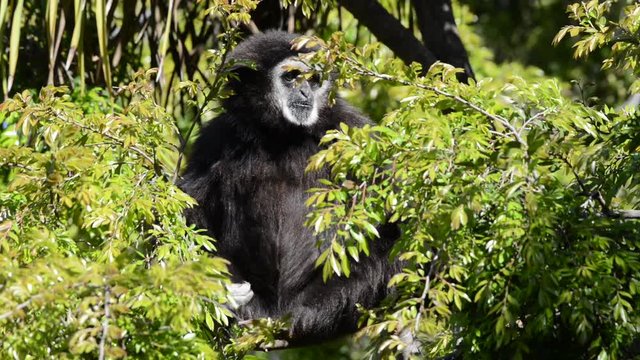 HD Video of one male Gibbon sitting in a tree looking around. Gibbons are apes in the family Hylobatidae. 