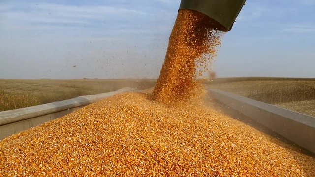 Filling trailer with corn during harvesting.Sunny fall day.