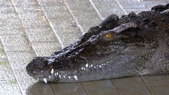 Crocodile lies in the pool of the zoo. Thailand, Close-up. Pattaya Crocodile Farm.