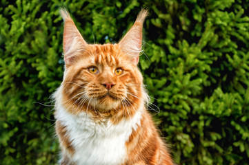 Portrait of maine coon cat on the background of fir trees.