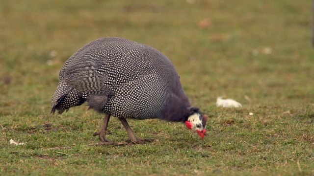 Helmeted guineafowl (Numida meleagris) pecking at ground