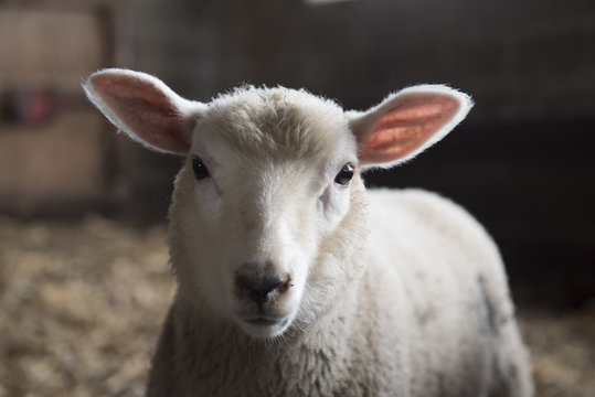 White lamb in a barn