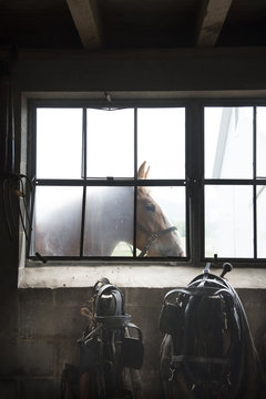 Horse standing near barn window