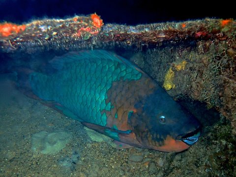 Rainbow Parrotfish