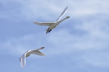 Pair of swans flying on a sunny day.