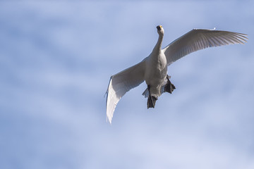 White Swan Flying