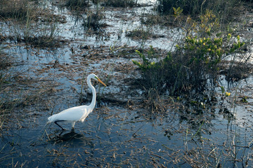Great Egret on the swamp. Florida, Everglades National Park, USA