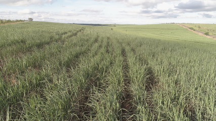 Plantação de Cana de Açúcar
