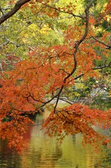 Autumn leaves over the river 