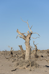 Dead populus tree in the desert, Inner Mongolia of China