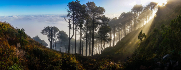 Sunrays in a forest of Volcano Santa Maria, Guatemala.