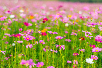 Fototapeta premium Beautiful cosmos flower.
