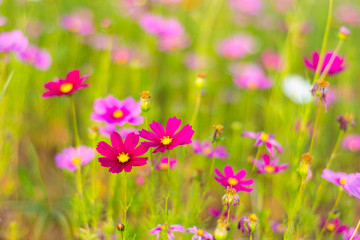 Beautiful cosmos flower.